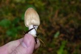 Inocybe sororia image