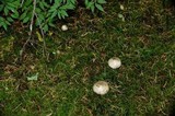 Inocybe sororia image