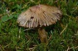 Inocybe sororia image