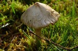 Inocybe sororia image