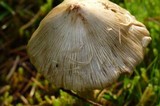 Inocybe sororia image