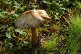Inocybe sororia image