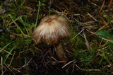 Inocybe sororia image