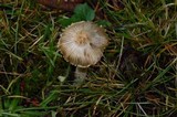 Inocybe sororia image