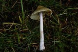 Inocybe sororia image