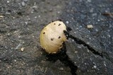 Amanita canescens image