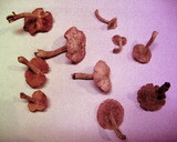 Gymnopilus aeruginosus image