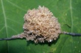 Scorias spongiosa image
