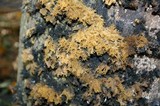 Scorias spongiosa image