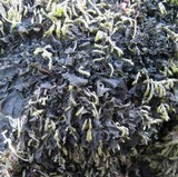 Blennothallia crispa image