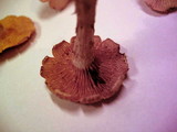 Gymnopilus aeruginosus image