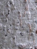 Julella vitrispora image