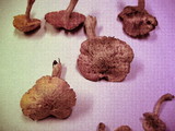 Gymnopilus aeruginosus image
