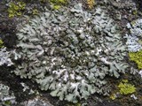 Phaeophyscia orbicularis image