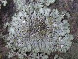 Phaeophyscia orbicularis image