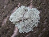 Physcia clementei image