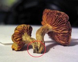 Gymnopilus aeruginosus image