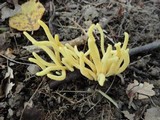 Clavulinopsis fusiformis image