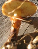 Suillus umbonatus image