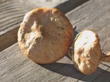Suillus umbonatus image