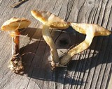 Suillus umbonatus image