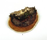 Fomitopsis mounceae image