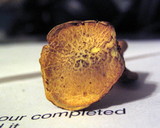 Gymnopilus aeruginosus image