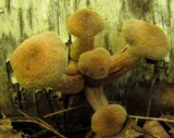 Armillaria sinapina image