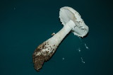 Amanita smithiana image