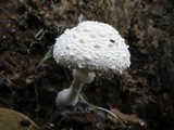 Leucocoprinus cretaceus image