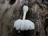 Leucocoprinus cretaceus image