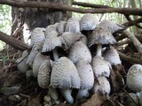 Coprinopsis variegata image