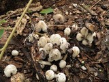 Coprinopsis variegata image