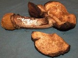 Agaricus pequinii image