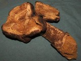 Agaricus pequinii image