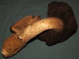 Agaricus pequinii image