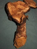 Agaricus pequinii image