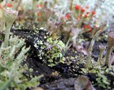 Cladonia chlorophaea image