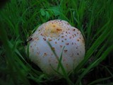 Chlorophyllum hortense image