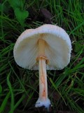 Chlorophyllum hortense image