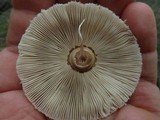 Chlorophyllum hortense image