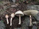 Chlorophyllum hortense image