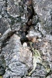 Gymnopilus luteofolius image