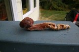 Gymnopilus luteofolius image