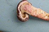 Gymnopilus luteofolius image