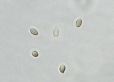 Rhodocybe melleopallens image