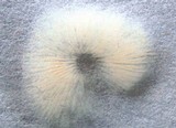 Rhodocybe melleopallens image