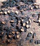 Unguiculariopsis ravenelii image