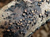 Unguiculariopsis ravenelii image