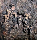 Unguiculariopsis ravenelii image